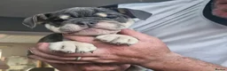 English Bulldog dogs for sale: READY TO LEAVE KC REG BLUE TRI ENGLISH BULLDOGS  - Advert 5