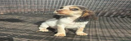Cocker Spaniel dogs for sale: Kc Reg Show Type Cocker Spaniel Puppies Available  in Gillingham - Advert 5