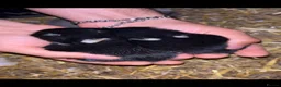 Netherland Dwarf rabbits for sale: Baby Prue breed neatherland dwarf rabbits unsexed - Advert 9