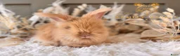 Angora rabbits for sale: Fully Vaccinated Angora Litter - Advert 15