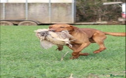 Labrador Retriever dogs for sale: Stunning KC Fox Reds  - Advert 19