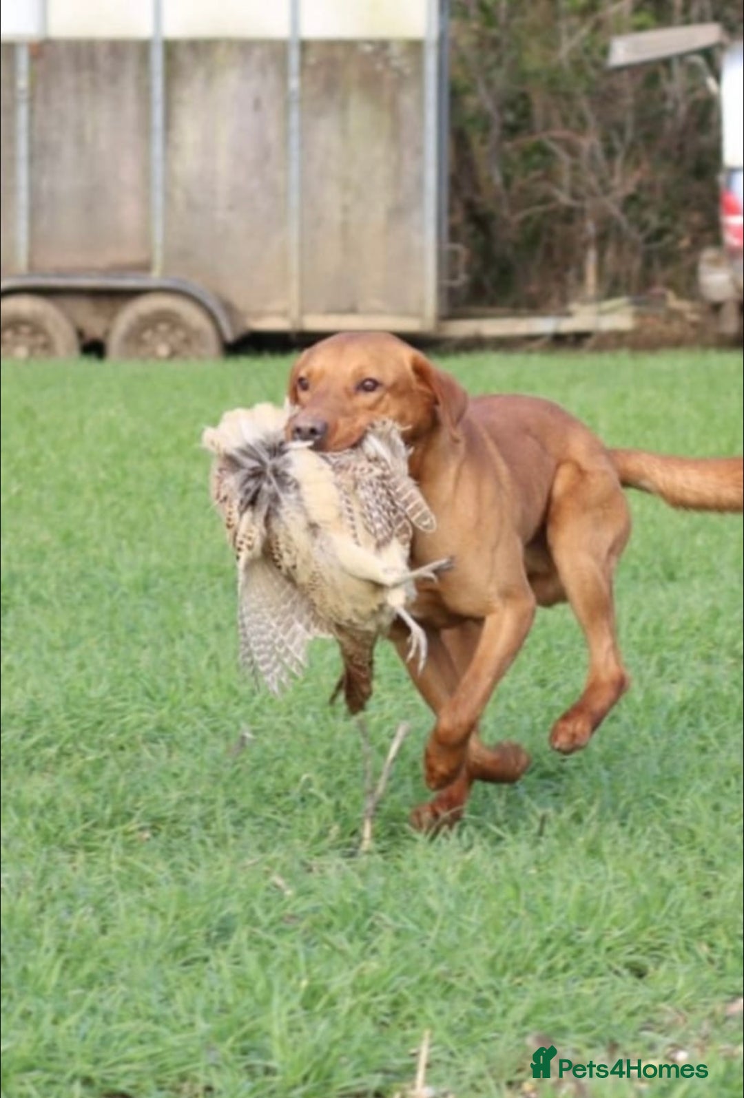 Labrador Retriever dogs for sale: Stunning KC Fox Reds  - Advert 19