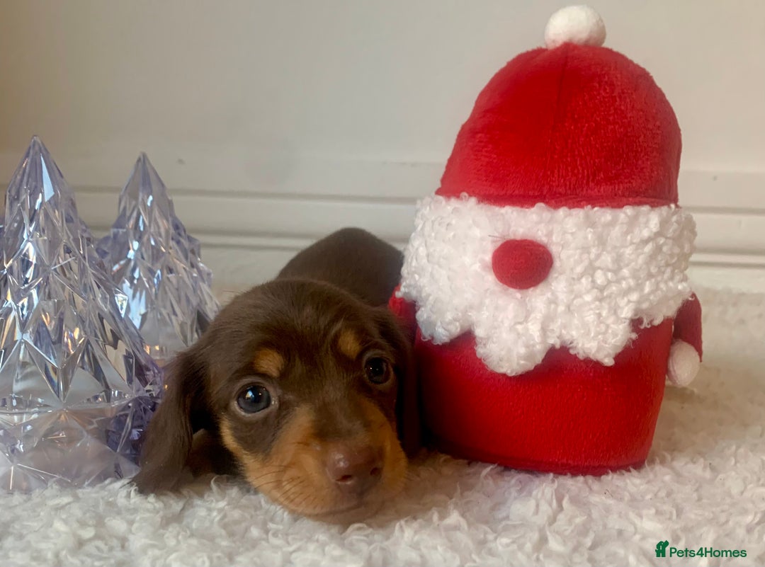 Miniature Dachshund dogs for sale: Pra clear miniature dachshunds - Image 8