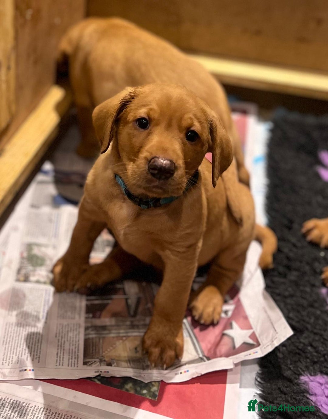 Labrador Retriever dogs for sale: Fox Red Labradors Puppies for Sale - Image 3