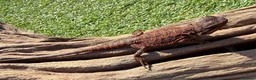 Bearded Dragon reptiles for sale: Black bloodline 100% red monster bearded dragons  - Advert 5
