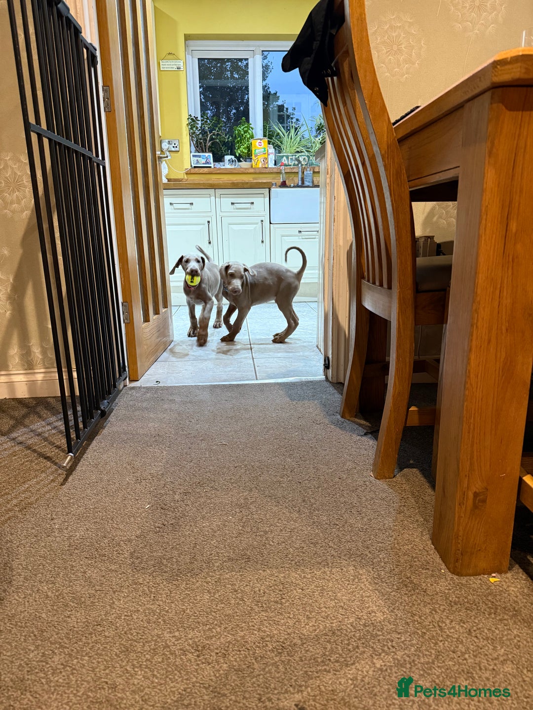 Dobermann dogs for sale: Dobermann puppy 5* licensed breeder  - Image 6