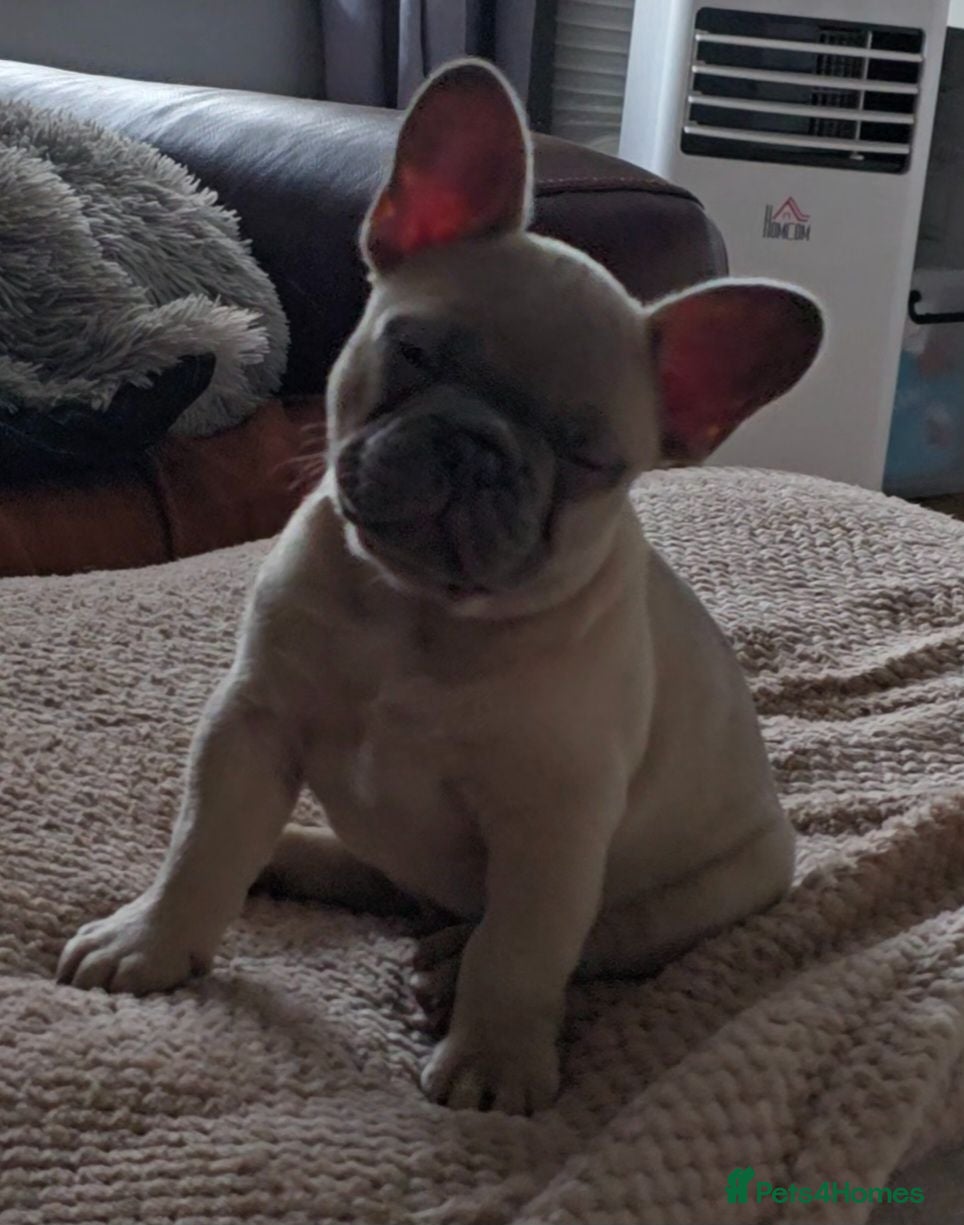French Bulldog dogs # REDUCED #  1 boy left - Advert 14