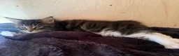 Maine Coon cats for sale: Mainecoon Kittens  - Advert 13