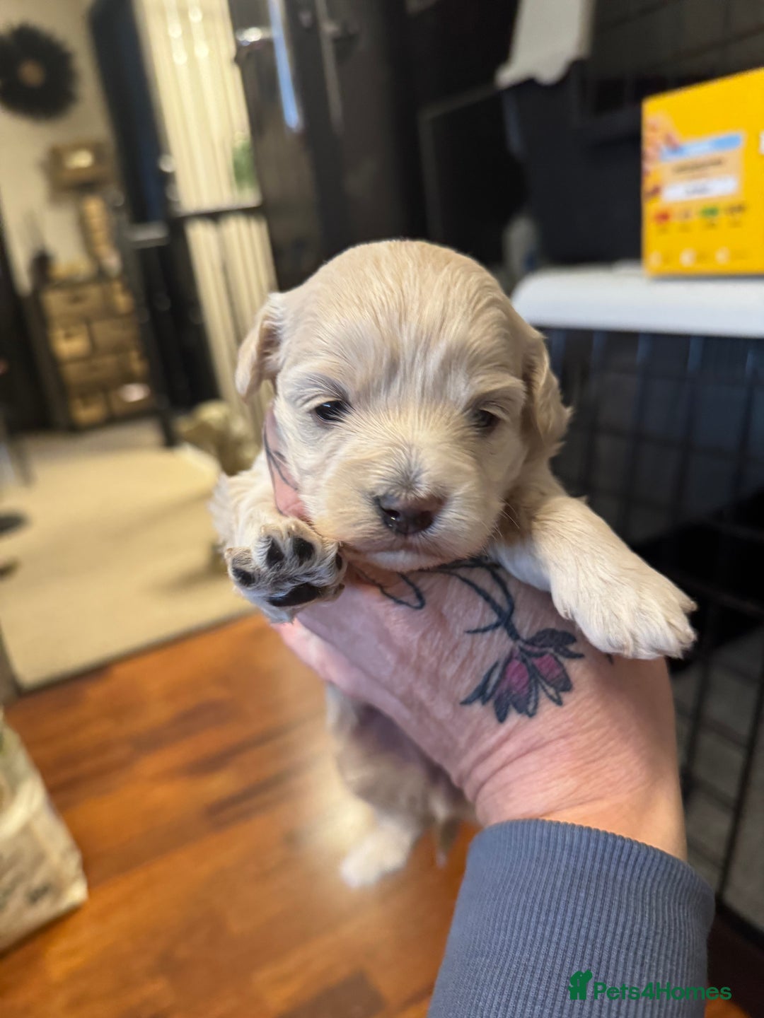 Maltipoo dogs for sale: Teddy bear maltipoo puppies  - Image 8