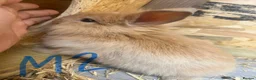 Mini Lion Lop rabbits for sale: Beautiful Mini Lion Lop Bunnies  in Rochdale - Advert 15