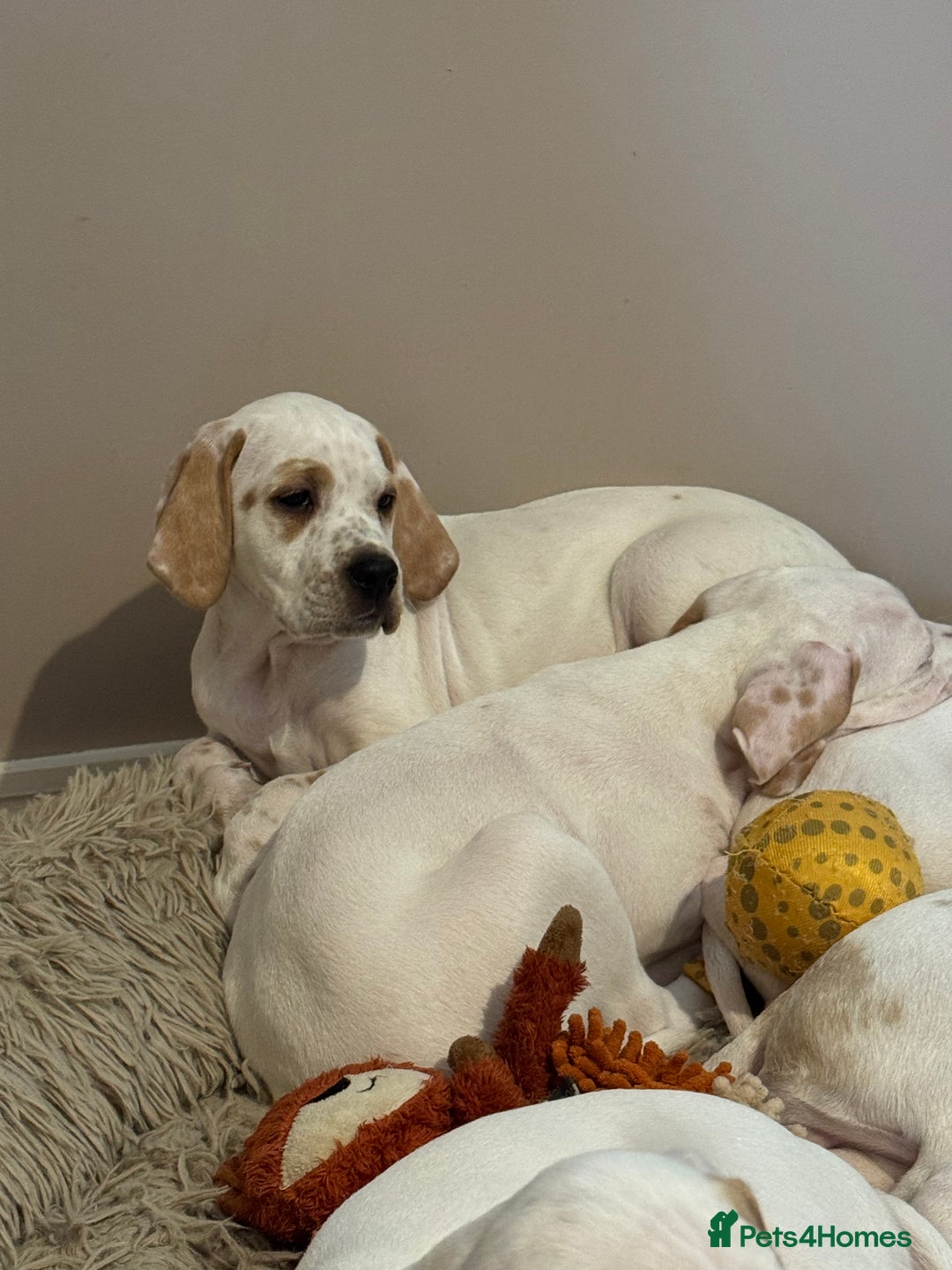 Pointer dogs for sale: Beautiful litter of Top Quality Pointer Puppies - Advert 6
