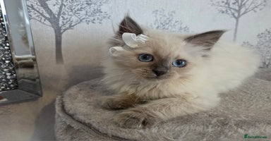 Siberian cats in Rhyl - Advert 2