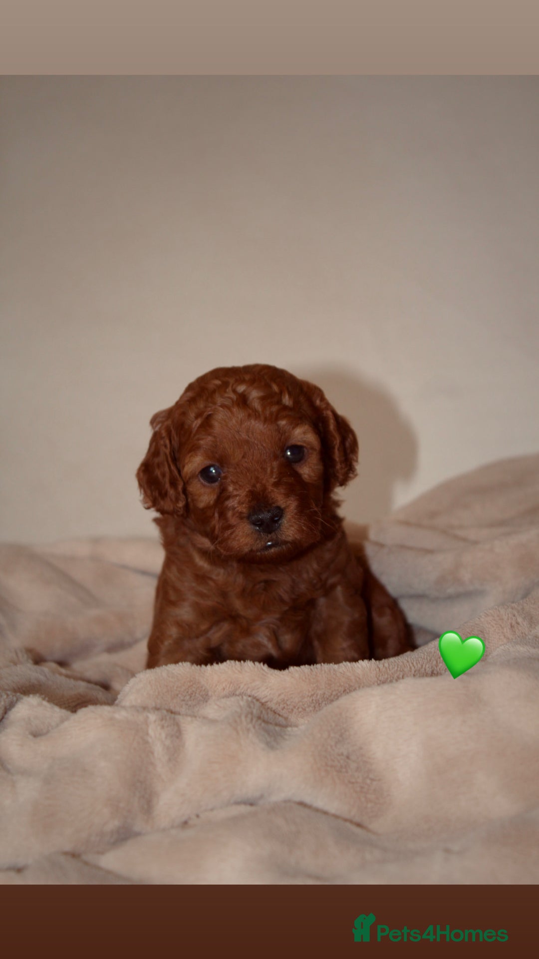 Cavapoo dogs for sale: 2 Beautiful F1B Cavapoo Boys Available!🩵 - Image 5