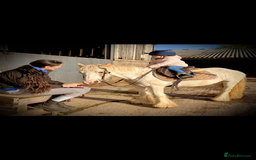 KWPN horses for sale: Judy the little pally and white  - Image 4