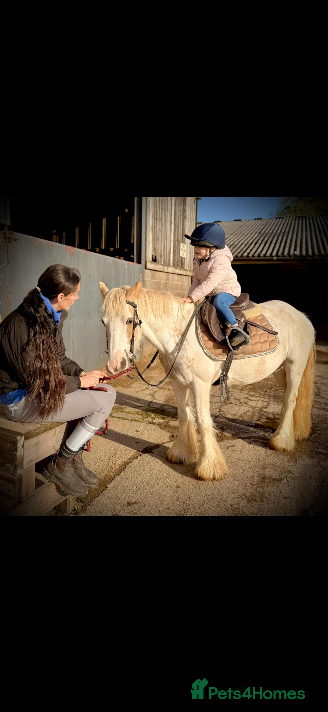 KWPN horses for sale: Judy the little pally and white  - Image 4