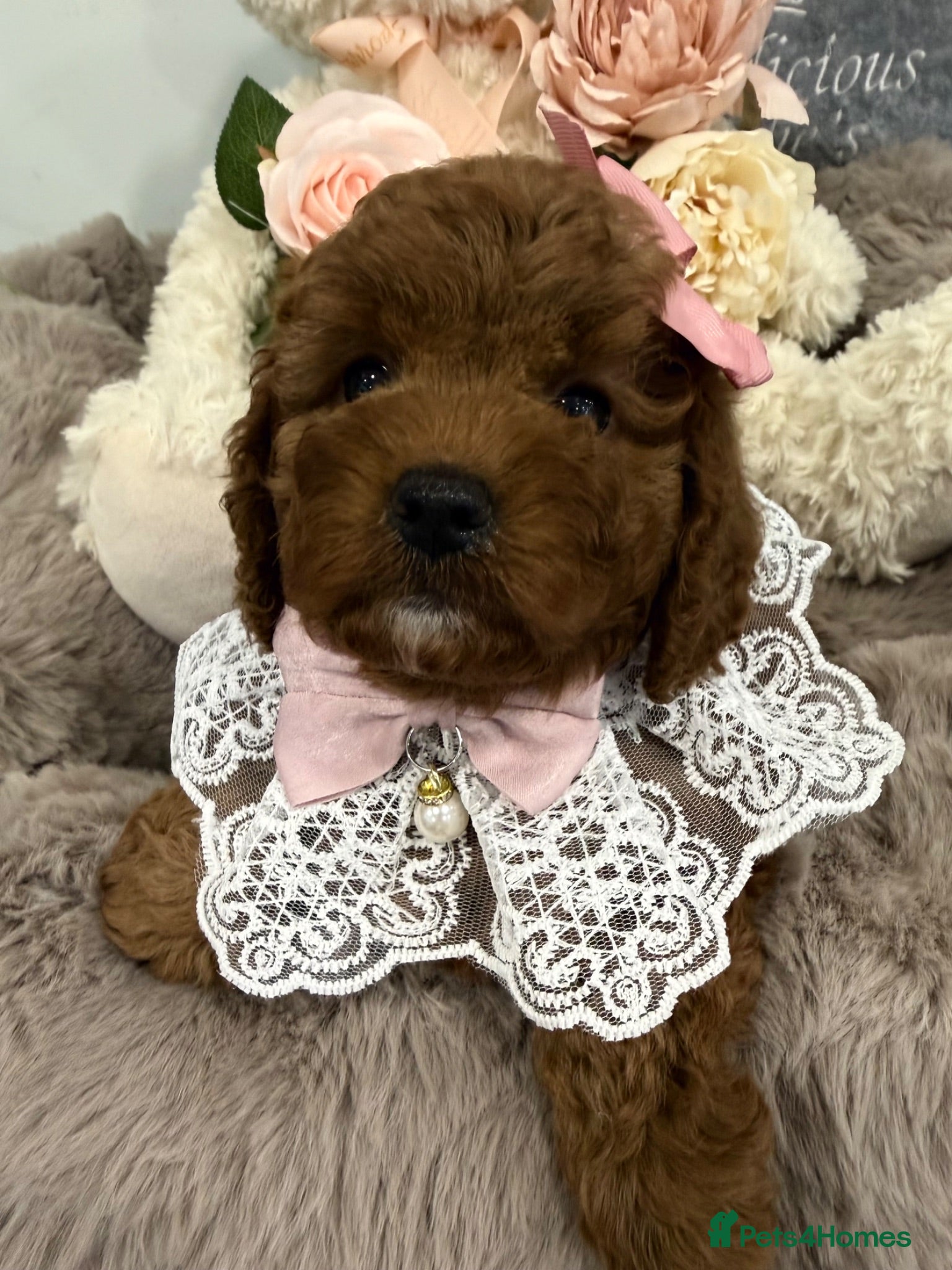 Cavapoo dogs 2 deep red F1B toy cavapoos. Full dna & health   - Advert 11