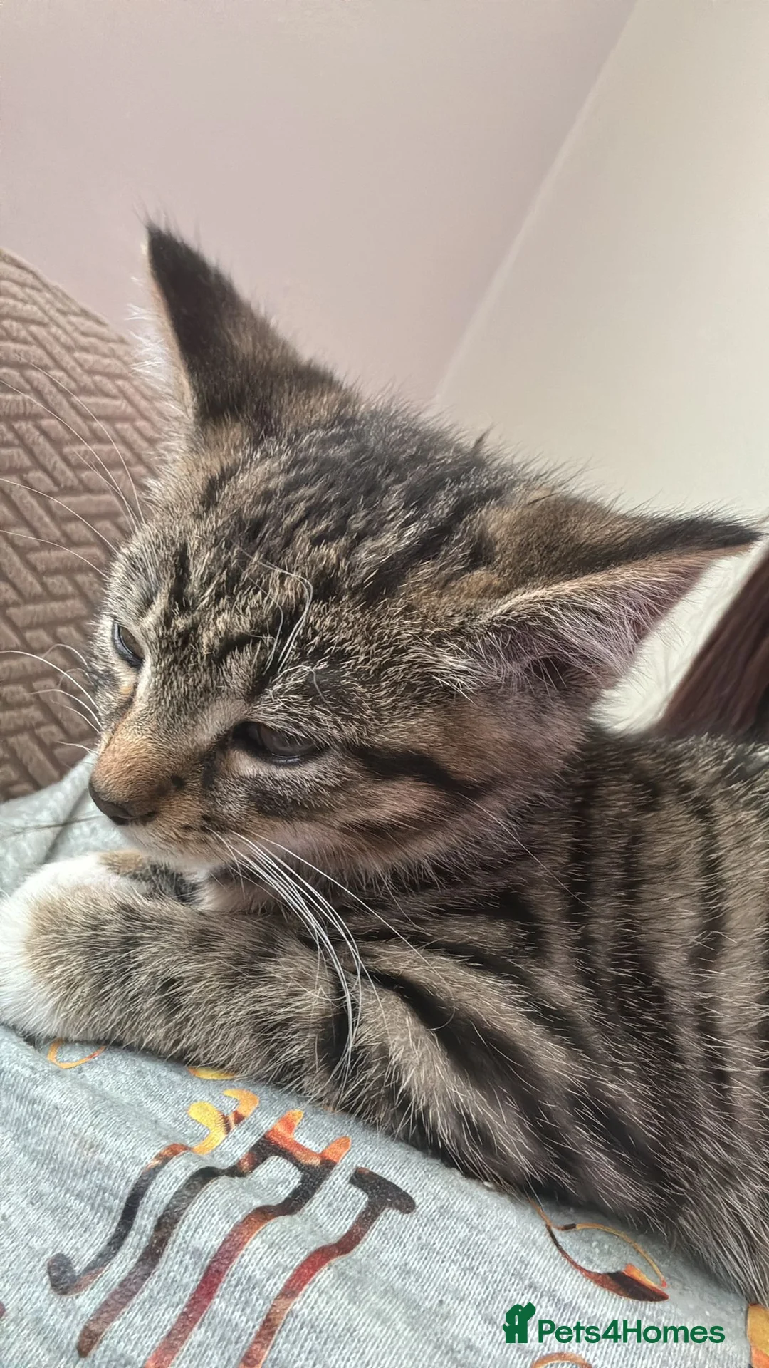 Mixed Breed cats for sale: tabby kitten in Manchester - Advert 2