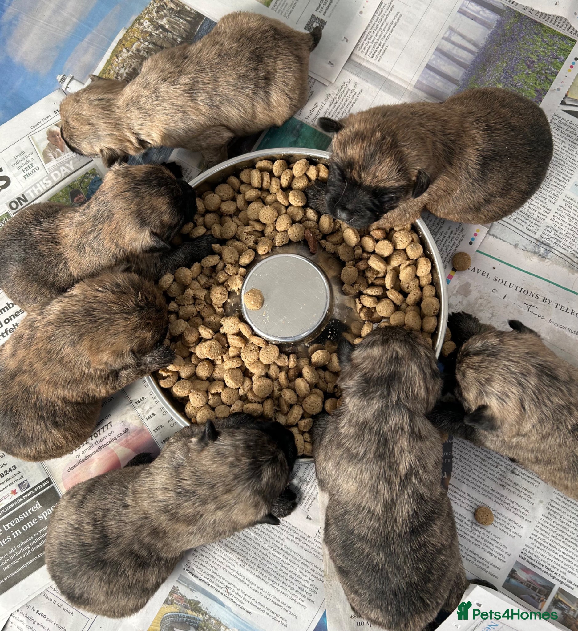 Cairn Terrier dogs GORGEOUS CAIRN TERRIER PUPPYS - Advert 1