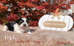 Yorkshire Terrier dogs for sale: Two Beautiful Biewer Terrier Girls! - Image 9