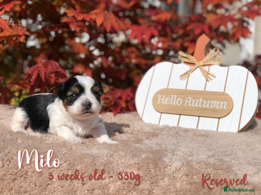 Yorkshire Terrier dogs for sale: Two Beautiful Biewer Terrier Girls! - Image 9