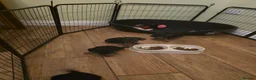 Border Terrier dogs for sale: Border terrier puppies  - Advert 3