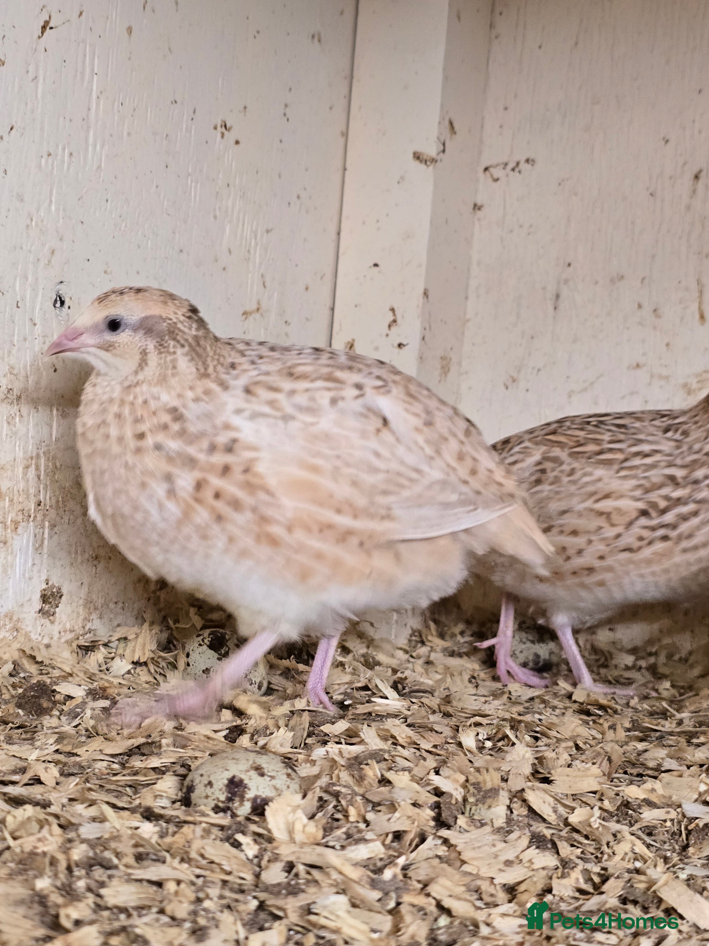 Quail poultry Pansy and Coturnix Quail Hens  - Advert 3