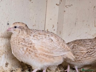 Quail poultry Pansy and Coturnix Quail Hens - Advert 1