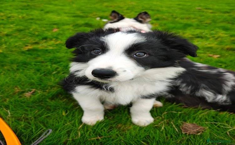 Border Collie dogs - Advert 16