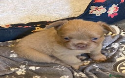 French Bulldog dogs for sale: Quality health tested/KC fluffy French bulldogs - Image 22