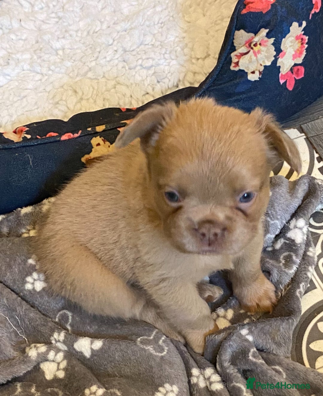 French Bulldog dogs for sale: Quality health tested/KC fluffy French bulldogs - Image 22