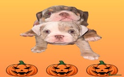 English Bulldog dogs for sale: Romeo & Juliet  - Image 7