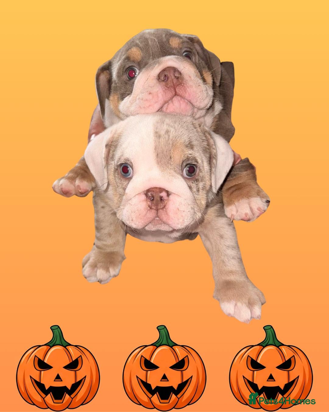 English Bulldog dogs for sale: Romeo & Juliet  - Image 7