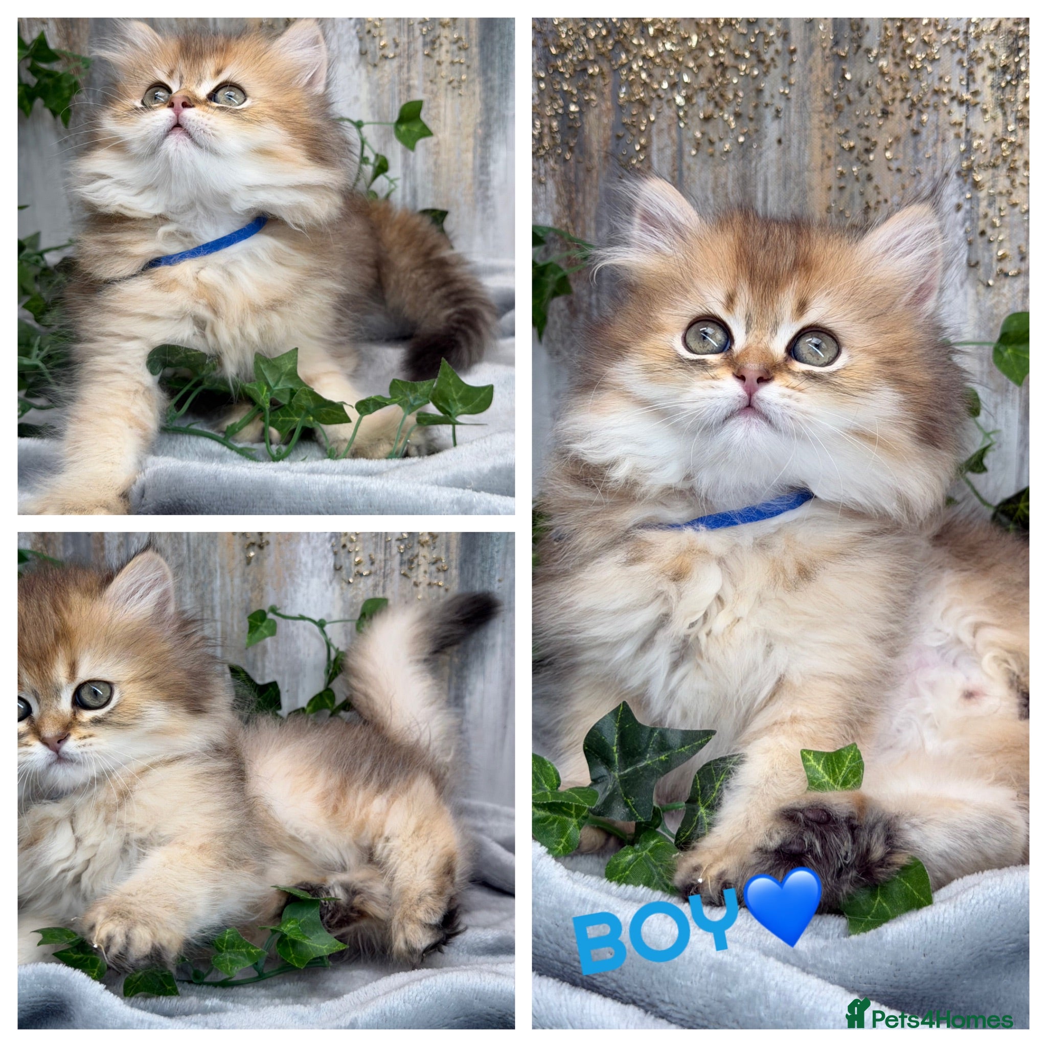 British Longhair cats British Longhair golden shaded kittens TICA - Advert 6