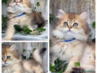 British Longhair cats British Longhair golden shaded kittens TICA - Advert 6