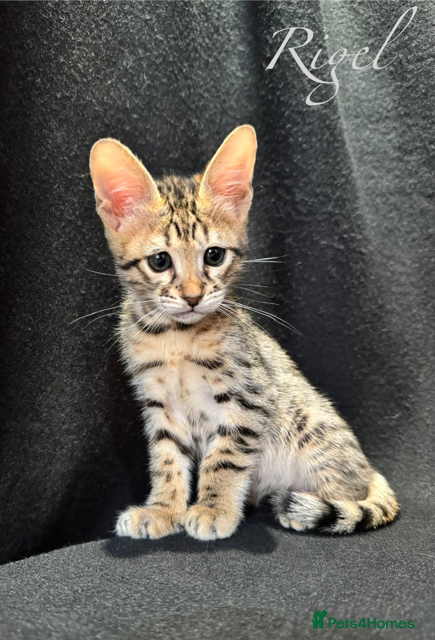 Savannah cats Excellent Quality Tica Registered Purebred kittens - Advert 8