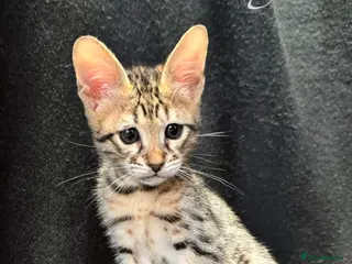 Savannah cats Excellent Quality Tica Registered Purebred kittens - Advert 8