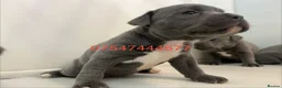 Staffordshire Bull Terrier dogs for sale: Blue Staffy pups valglo blood line  in Liskeard - Advert 15