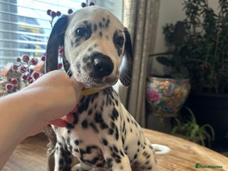 Dalmatian dogs Dalmatian 2 stunning boys left - Advert 14
