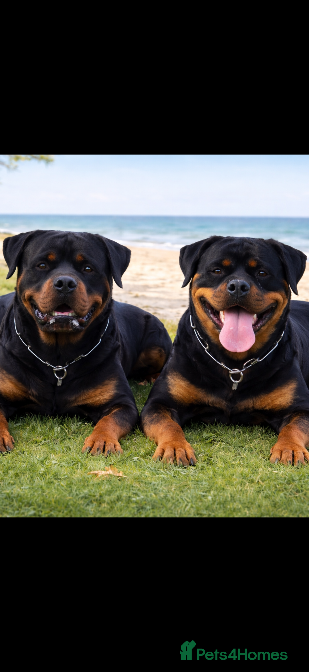Rottweiler dogs for sale: Falconsnest blood line - Advert 3
