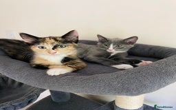 Domestic Shorthair cats for sale: Ragdoll Cross X DSH - Image 8