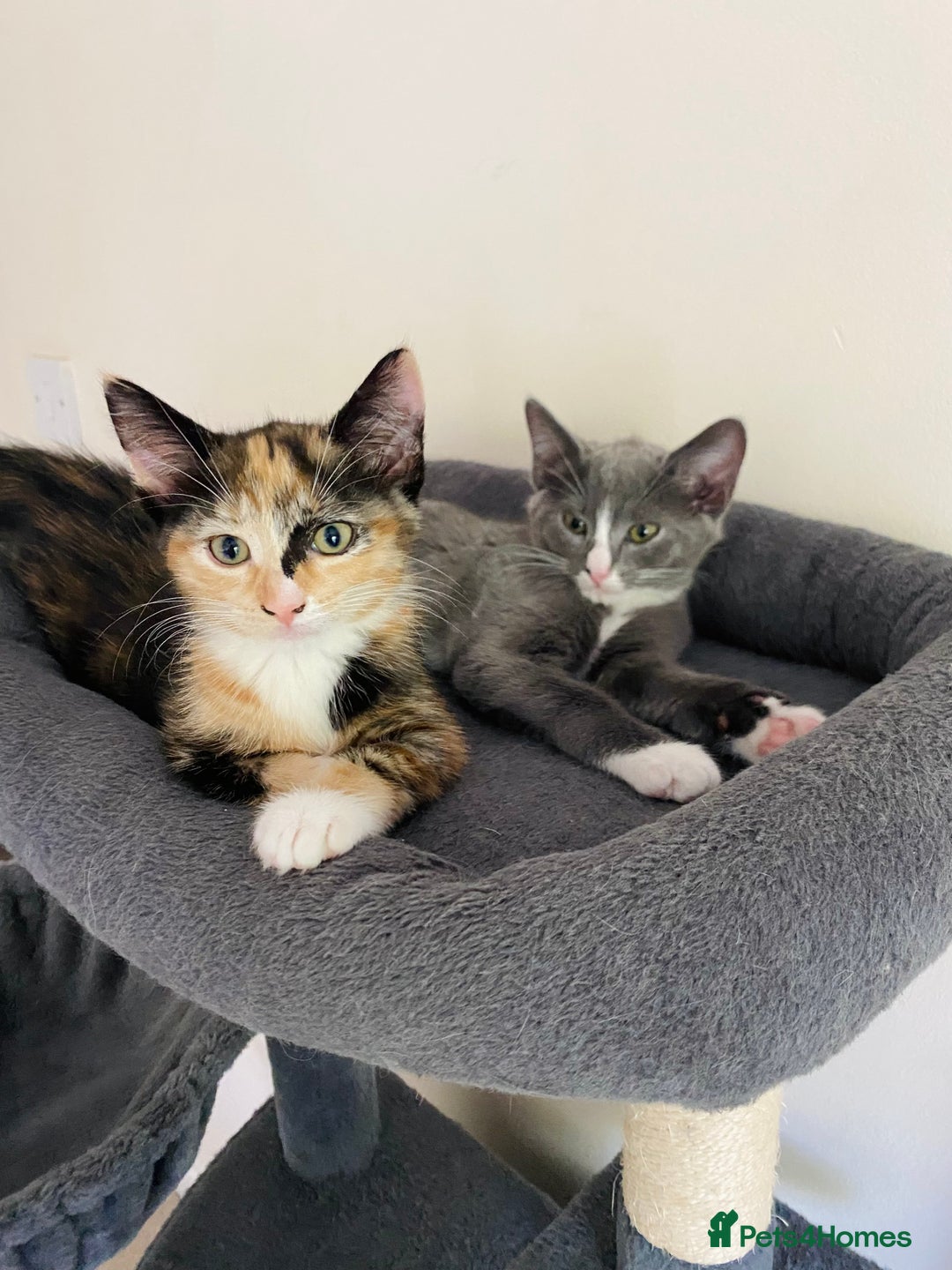 Domestic Shorthair cats for sale: Ragdoll Cross X DSH - Image 8