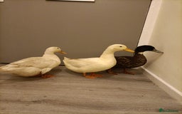 Ducks poultry for sale: 3 pet ducks  - Advert 4