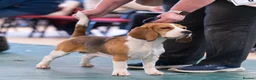 Beagle dogs for sale: Exceptional Breed Beagle Puppies in South Ockendon - Advert 1