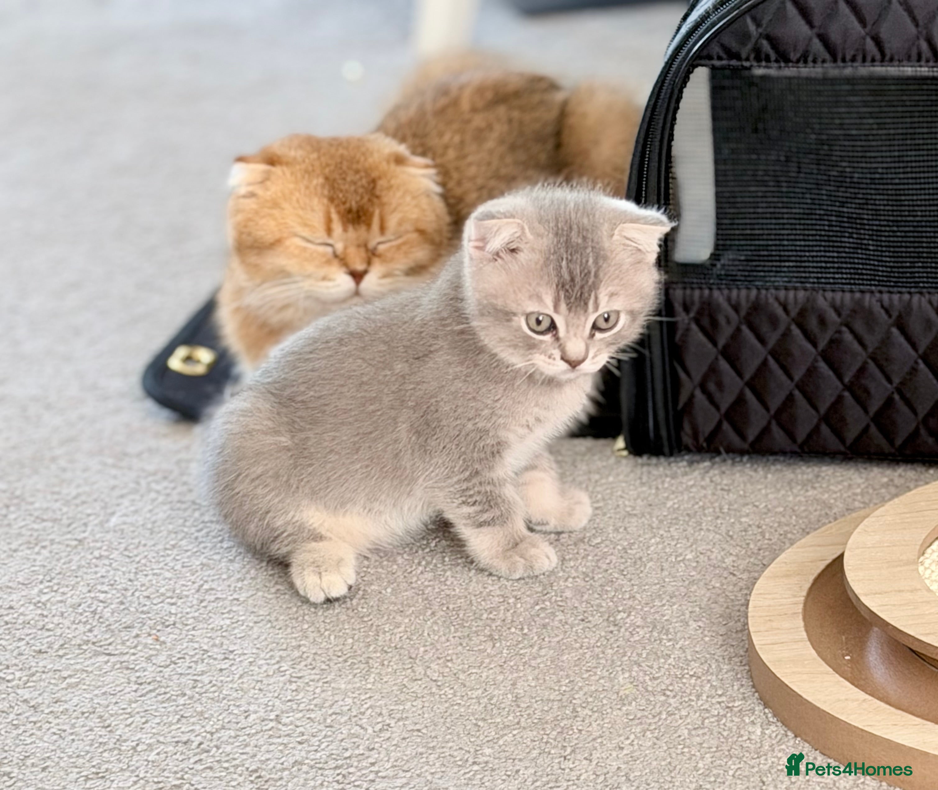 Scottish Fold cats Only 2 Left! Full Pedigree Scottish Fold TICA reg - Advert 2
