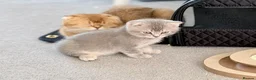 Scottish Fold cats for sale: TICA registered full pedigree Kittens - Advert 23