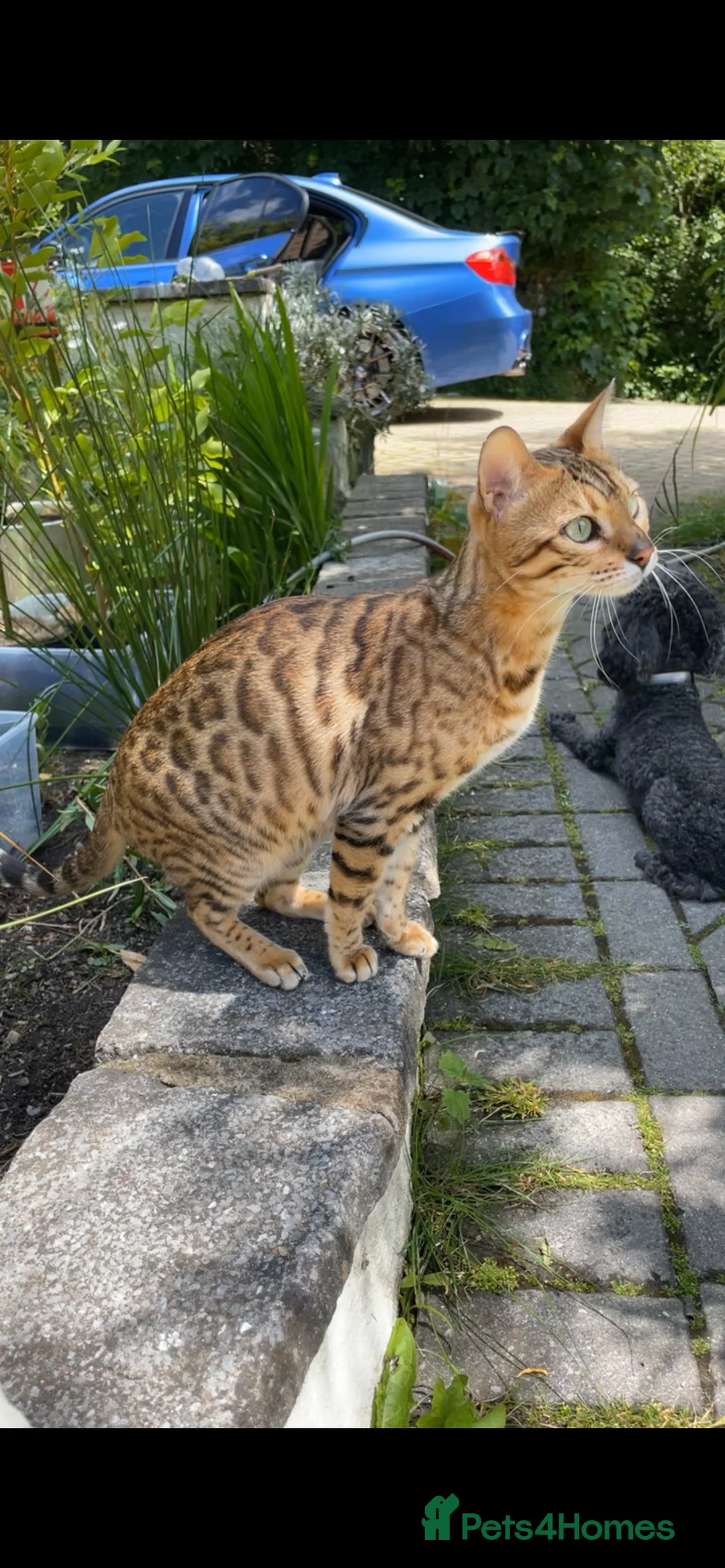 Bengal cats for sale: Pure Bengal Kittens  - Advert 4