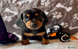 Dachshund dogs for sale: Beautiful Dachshund Puppies Ready to go 8th Nov  - Image 25