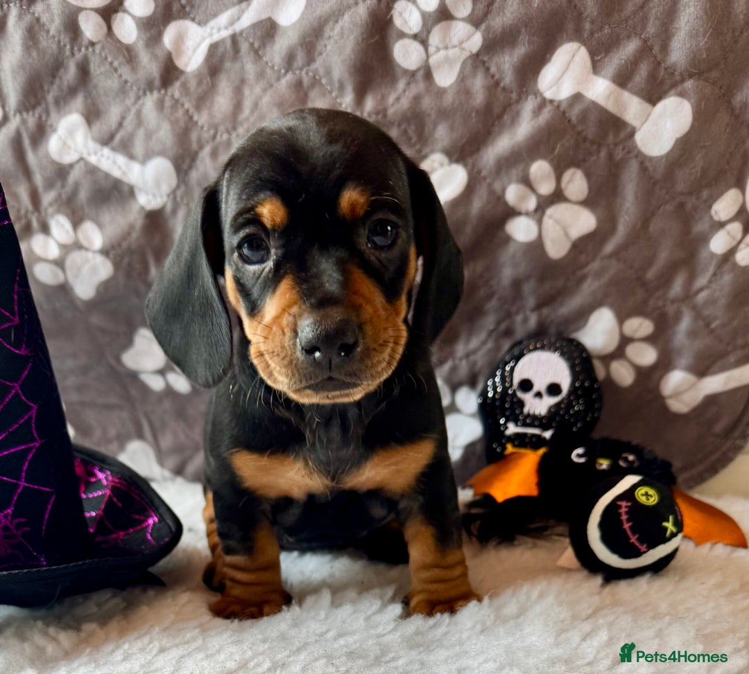 Dachshund dogs for sale: Beautiful Dachshund Puppies Ready to go 8th Nov  - Image 25