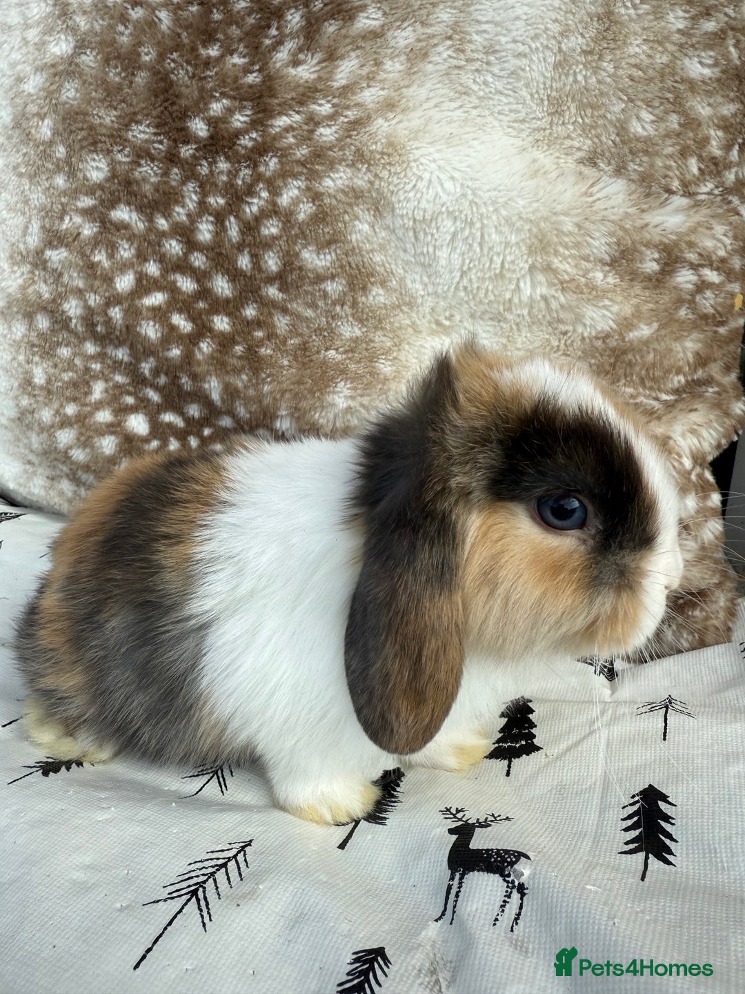Mini Lop rabbits for sale: Pure mini lops  - Image 5