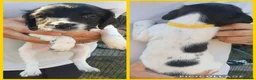 English Springer Spaniel dogs for sale: springer springer pups in Workington - Advert 2